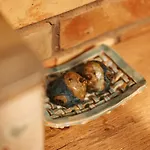Miła łąka Glamping Luksusowy namiot *