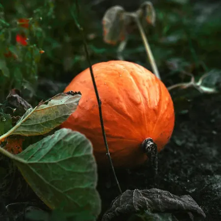 Mila Laka Glamping خيمة فخمة ميوكي